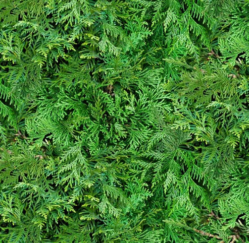 Landscape Medley - Cedar Branches - Green