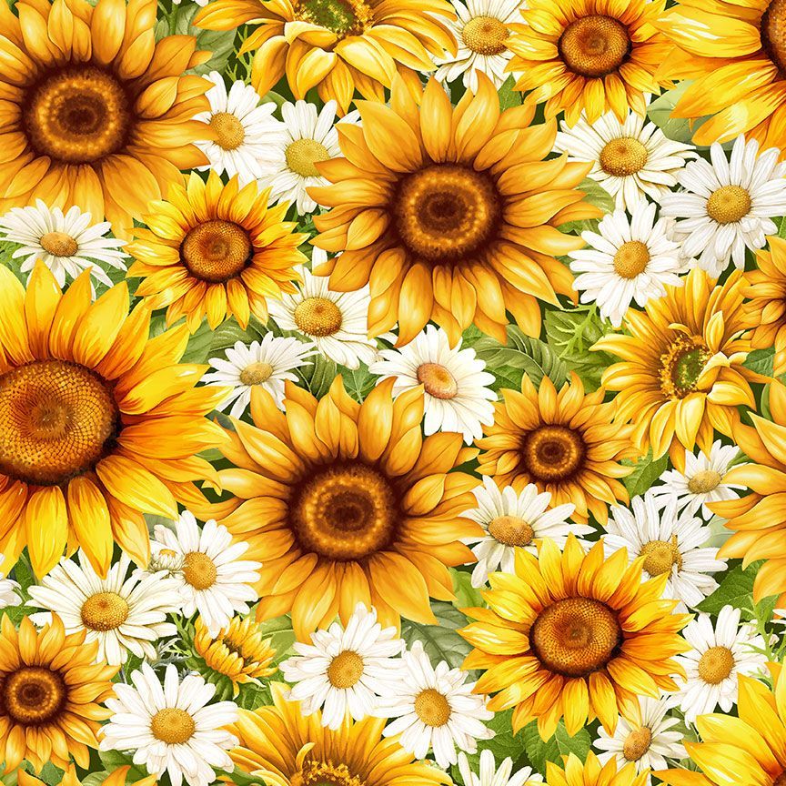 You Are My Sunshine - Packed Daisies - Sunflower